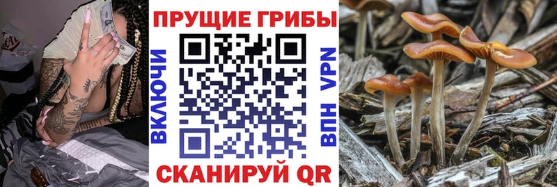 Псилоцибиновые грибы Psilocybine cubensis  Абаза 
